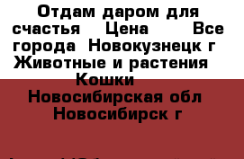 Отдам даром для счастья. › Цена ­ 1 - Все города, Новокузнецк г. Животные и растения » Кошки   . Новосибирская обл.,Новосибирск г.